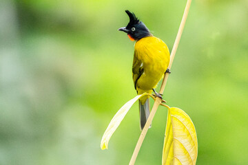 Portrait beautiful black-crested bulbul perched on a branch tree and green leaves background.Wildlife and nature concept.