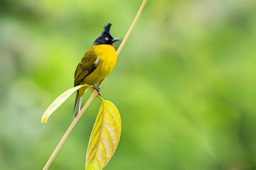 Portrait beautiful black-crested bulbul perched on a branch tree and green leaves background.Wildlife and nature concept.