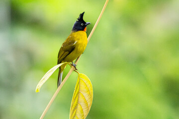 Portrait beautiful black-crested bulbul perched on a branch tree and green leaves background.Wildlife and nature concept.