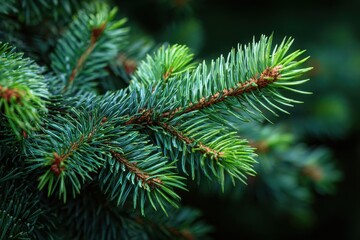 Fresh green fir needles with rich color highlights and pointed tips against a dark background, ideal for nature-themed projects and seasonal designs