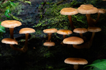 Honey fungi grow in a colony in the forest.