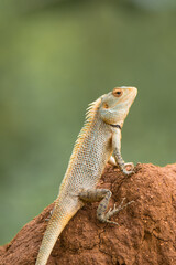 Oriental Garden Lizard on Mud Mound