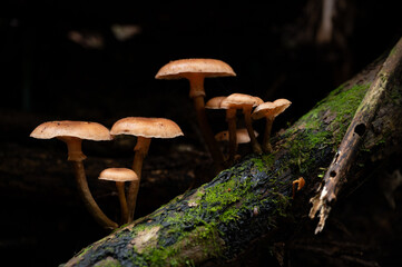 Honey fungi grow in a colony in the forest.