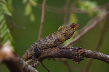 Oriental Garden Lizard on a Tree Branch
