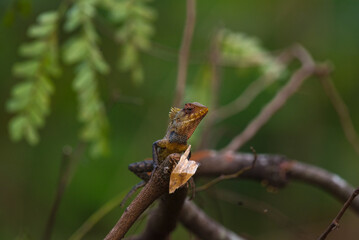 Oriental Garden Lizard on a Tree Branch