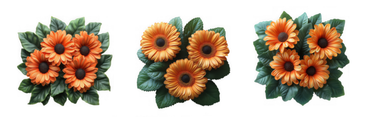 Vibrant orange gerbera daisies with green leaves, isolated on transparent background