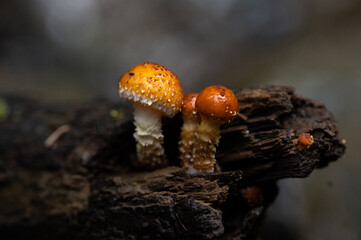 Close up of small mushrooms, pholiota cerifera, in the forest.