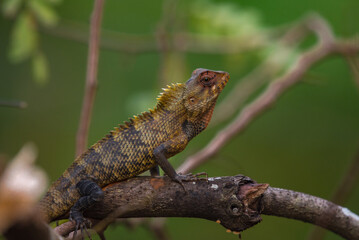 Oriental Garden Lizard on a Tree Branch