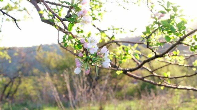 A blossoming apple tree in the mountains near Almaty. Apple blossoms in the morning sun.