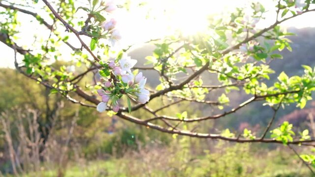 A blossoming apple tree in the mountains near Almaty. Apple blossoms in the morning sun.