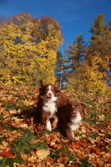 Two dogs are running through a field of yellow leaves