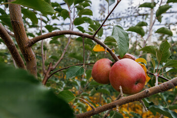 Ripe red apples hanging on apple tree branch in orchard. Fresh organic fruit among green leaves in natural daylight