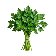 Fresh parsley bunch isolated on transparent background PNG, realistic green herb, healthy food ingredient