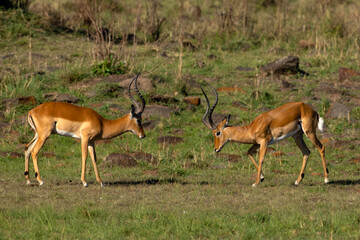 The impala or rooibos (Aepyceros melampus), two large males preparing to fight. Males fighting for dominance.