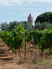 Vignoble de l'abbaye de L&eacute;rins sur l'&icirc;le Saint-Honorat. &icirc;le de L&eacute;rins, Cannes, C&ocirc;te d'Azur, France