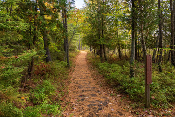 path in autumn forest