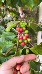Ripe and Unripe Coffee Beans on Branch - Gr&atilde;os de caf&eacute; maduros e verdes no galho