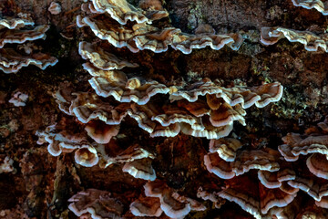 Turkey tail fungus on decaying wood