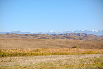 Obraz premium Sunlit Rolling Hills With Dry Grass and Sparse Trees in Vashlovani National Park, Georgia