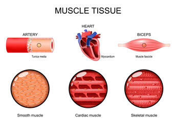 Muscle tissue. Smooth, Cardiac and Skeletal muscles. Tunica media in Artery. Myocardium in Heart. Muscle fascicle in Biceps.