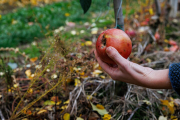 Female hand holding a natural apple with spots in autumn garden. Concept of organic produce, eco farming, and sustainability