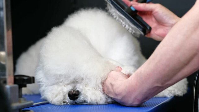 Dog bichon frise close-up portrait with correct head shapes after haircut