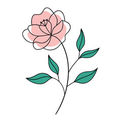 pink rose flower