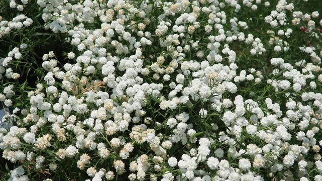 Achillea ptarmica, herbaceous perennial flowering plant genus Achillea. Sneezewort, sneezeweed, bastard European wild pellitory, fair-maid-of-France, goose tongue, sneezewort yarrow, and white tansy