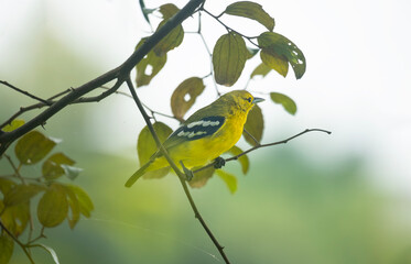 Common Iora (Aegithina tiphia) sitting on a tree branch