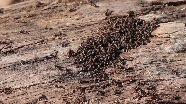 Ant