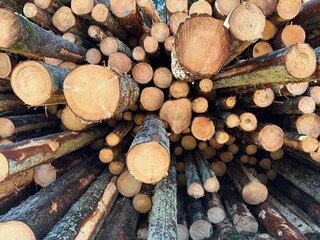 Close-up perspective of stacked tree logs, captured from the front of the pile, emphasizing the circular cross-sections of the trunks, highlights texture, pattern, and material.