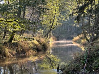 Tranquil forest stream meandering through a densely vegetated riparian zone, illuminated by soft morning light and a faint layer of mist above the water surface.