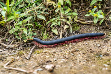 Large peruvian black centipede or millipede with bright red legs crawling along a dirt path near Machu Picchu.