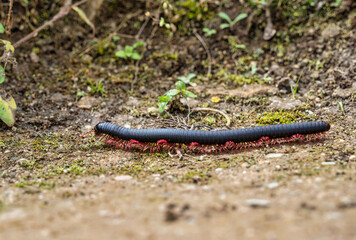 Large peruvian black centipede or millipede with bright red legs crawling along a dirt path near Machu Picchu.