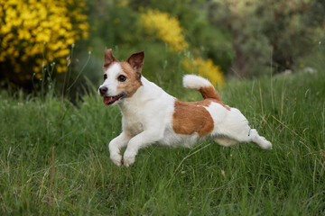 Jack Russell terrier jumps mid-air in front of bright yellow shrubs. The leap highlights athleticism and joyful playfulness.