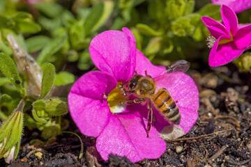 a western honeybee (Apis mellifera) on the pink blossom of the petunia in the sunlight