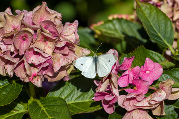 dorsal close-up of a male cabbage white butterfly on a pink hortensia in sunlight