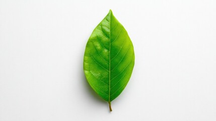 Fototapeta premium Bright Green Leaf Resting on a Plain White Surface Showcasing Its Natural Texture and Vibrant Color