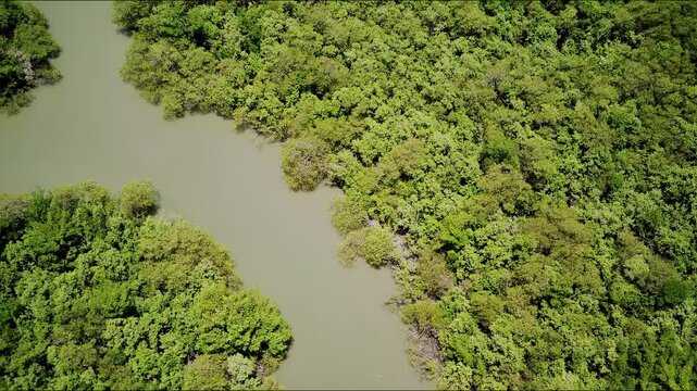 Aerial view of mangrove swamp in atlantic rainforest
