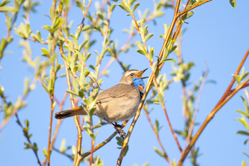 A male Bluethroat (Luscinia svecica) sings on a willow branch during the spring migration against a blue sky
