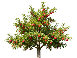 [Transparent Background PNG]A lush apple tree full of ripe red apples