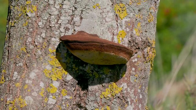 Bracket Fungus Polypore on Tree