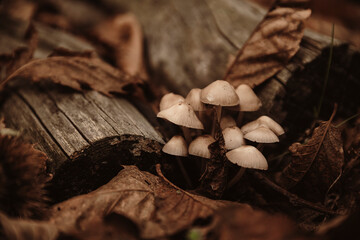 fungo con lamelle, non commestibile, cresciuto nel bosco ai piedi dell'Etna, autunno. Novembre 2025