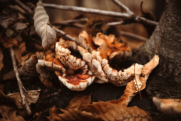 fungo con lamelle, non commestibile, cresciuto nel bosco ai  piedi dell'Etna, autunno. Novembre 2025