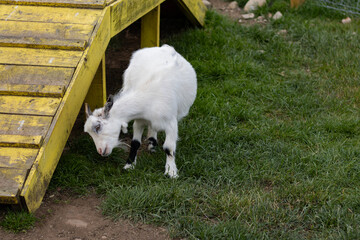 A white goat scratches its horn. Animals at the zoo. Family fun. Copy Space.