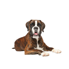Obraz premium Cute dog on white background