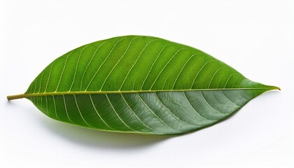 Obraz premium longan leaves isolated on white background