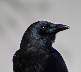 Fototapeta premium crow on a blue background