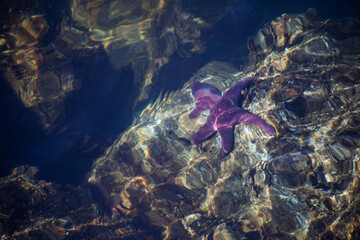Purple starfish under ocean