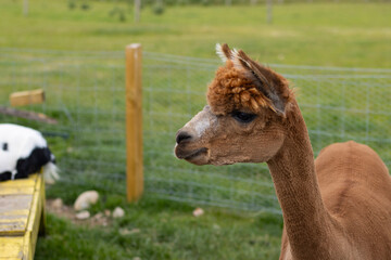 Brown alpaca close-up. Zoo animals. Family fun on a farm. Copy Space